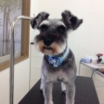 シュナウザー　ロン君２６８